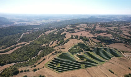 Planta de Mas Pinós